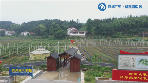 株洲：土地流转规模化“转”出乡村新活力