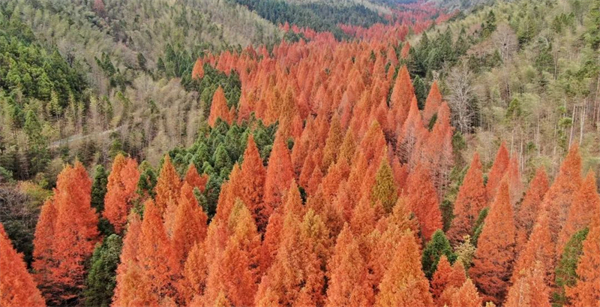 神农谷国家森林公园入选“湖南省华侨文化交流基地”